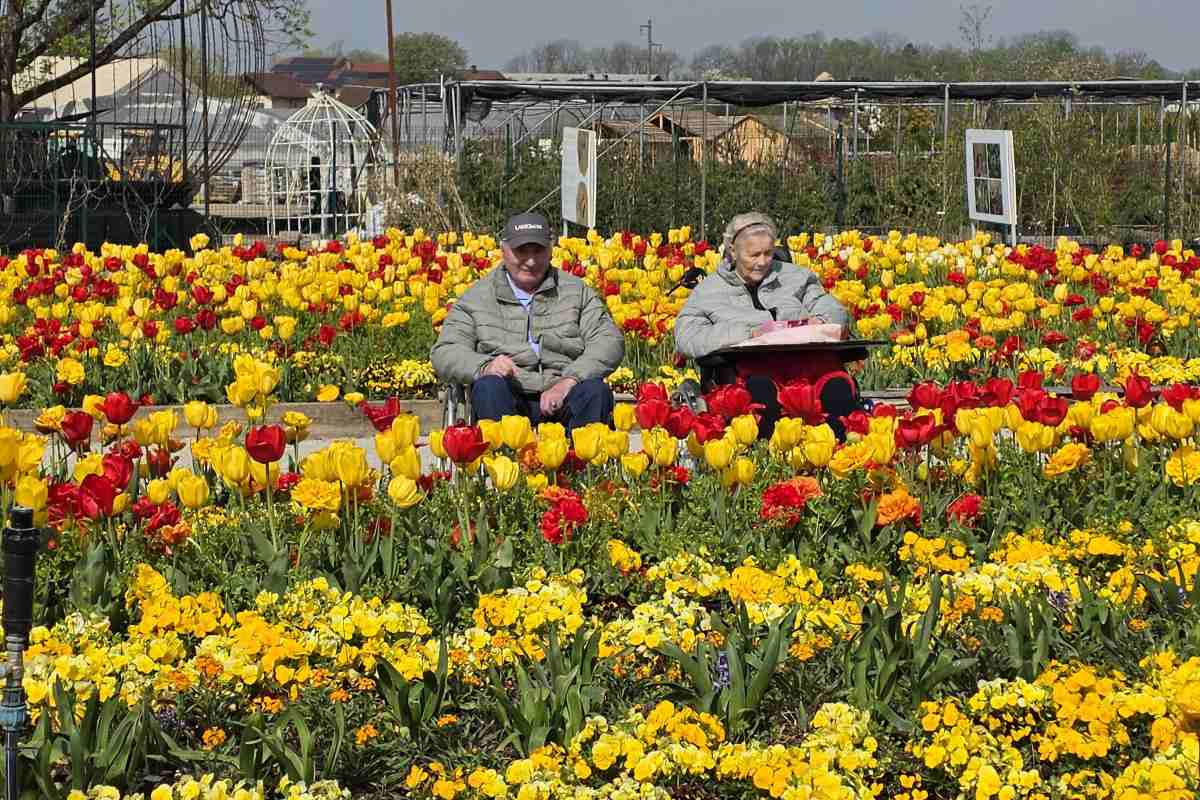 Štefka in Ivan med tulipani v Arboretumu Starejši par na invalidskih vozičkih sedi sredi pisanih gred rdečih in rumenih tulipanov v Arboretumu Volčji Potok. V ozadju se vidijo vrtnarski objekti in pomladna zasaditev.