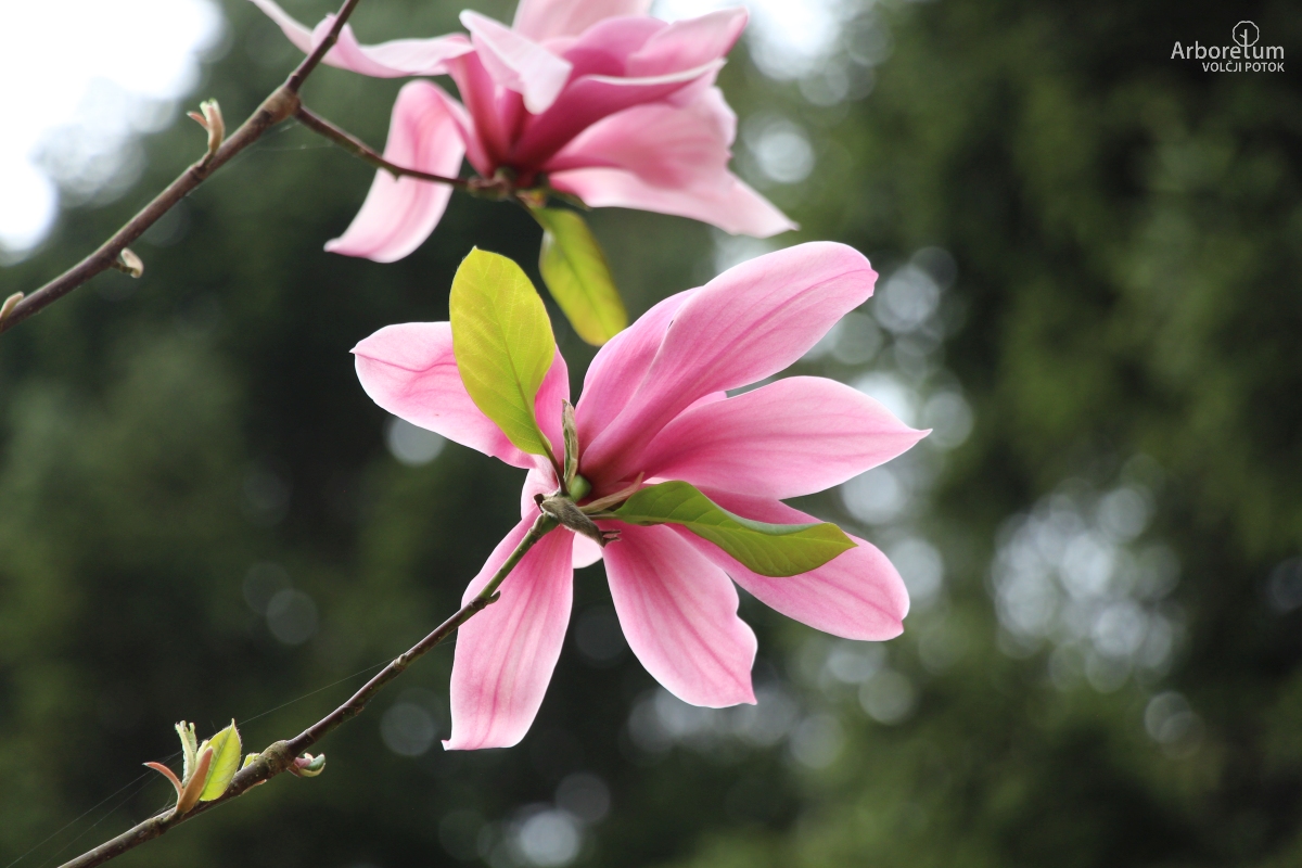 T-1-30_Magnolia ‘Spectrum’_c5