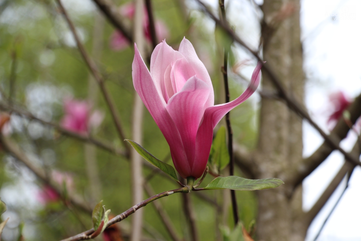 T-1-30_Magnolia ‘Spectrum’_c6
