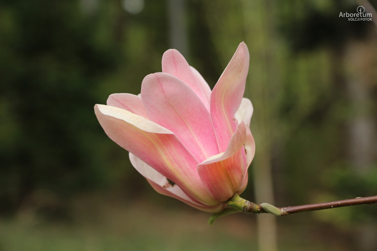 T-1-31_Magnolia ‘Coral Lake’_c5