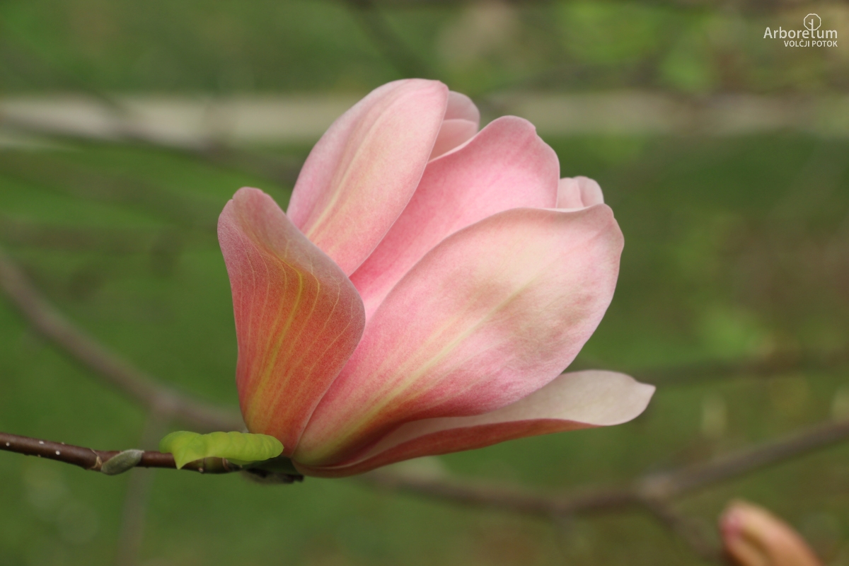 T-1-31_Magnolia ‘Coral Lake’_c6