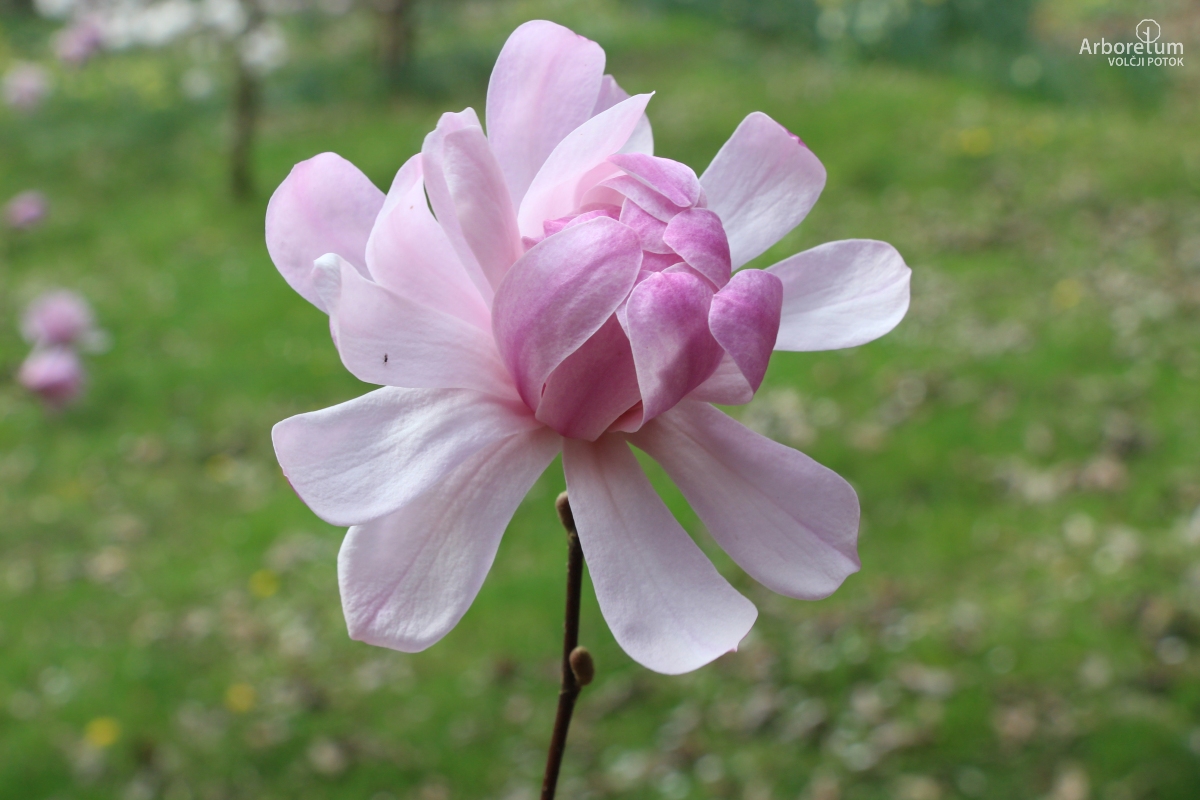 T-1-48_Magnolia stellata ‘Jane Platt’_c5