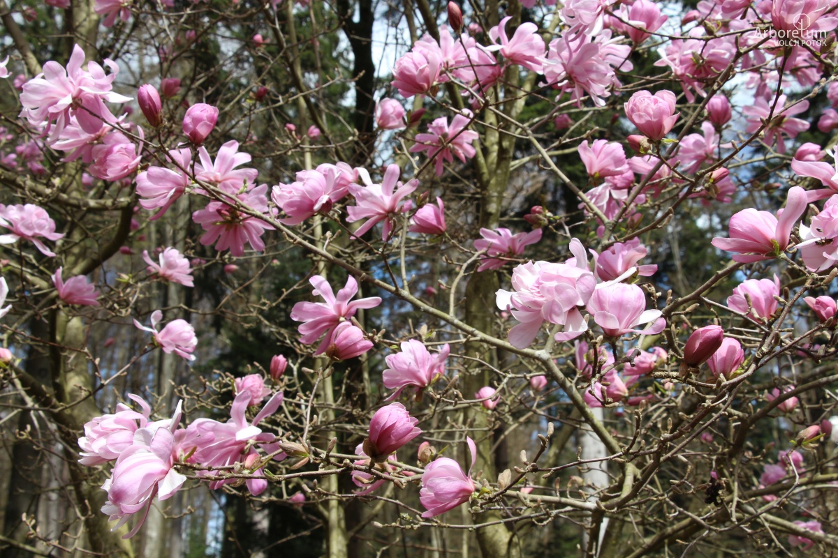 T-1-48_Magnolia stellata ‘Jane Platt’_c7
