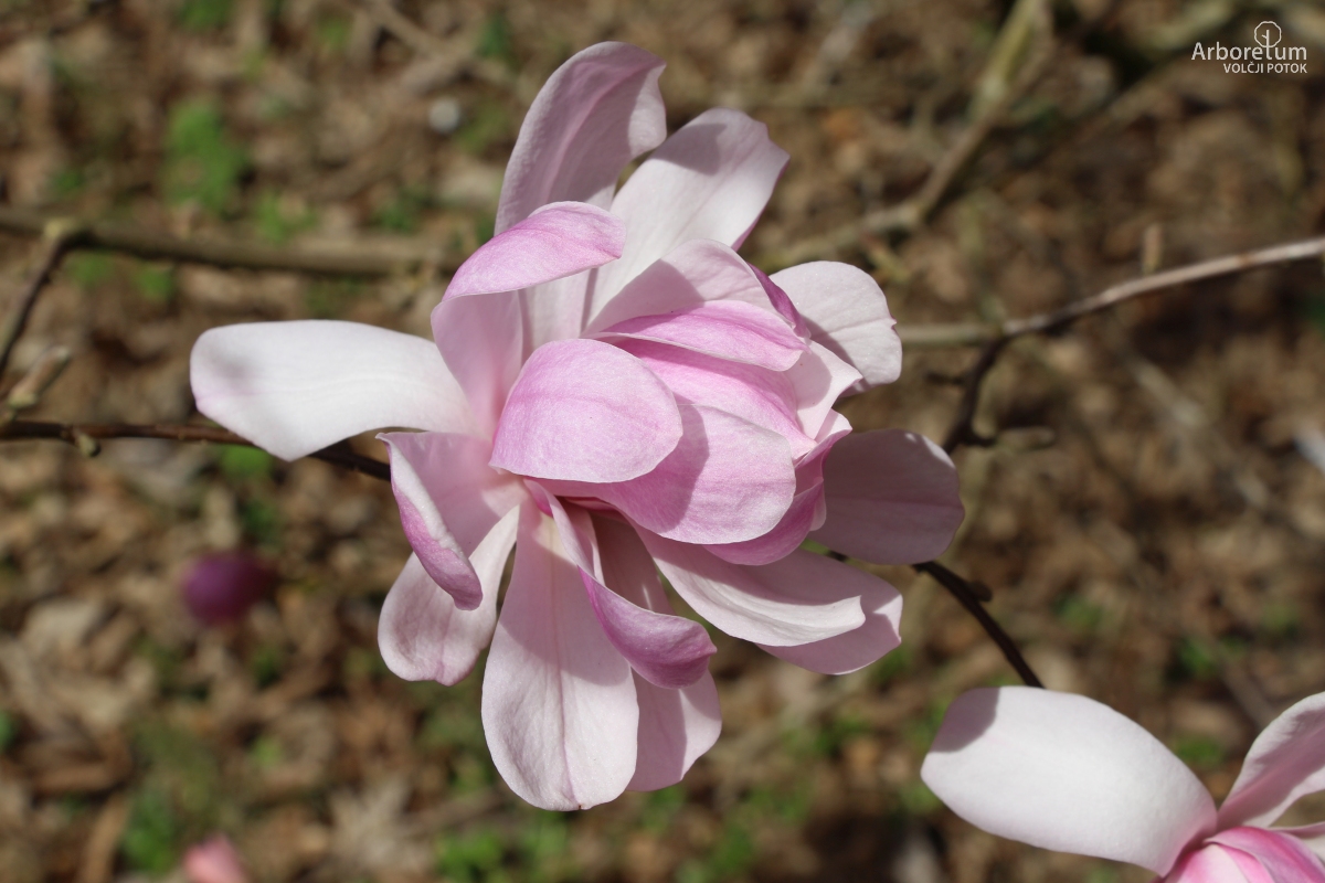 T-1-48_Magnolia stellata ‘Jane Platt’_c8