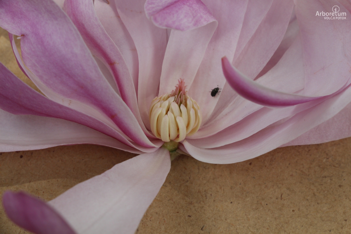 T-1-48_Magnolia stellata ‘Jane Platt’_c9