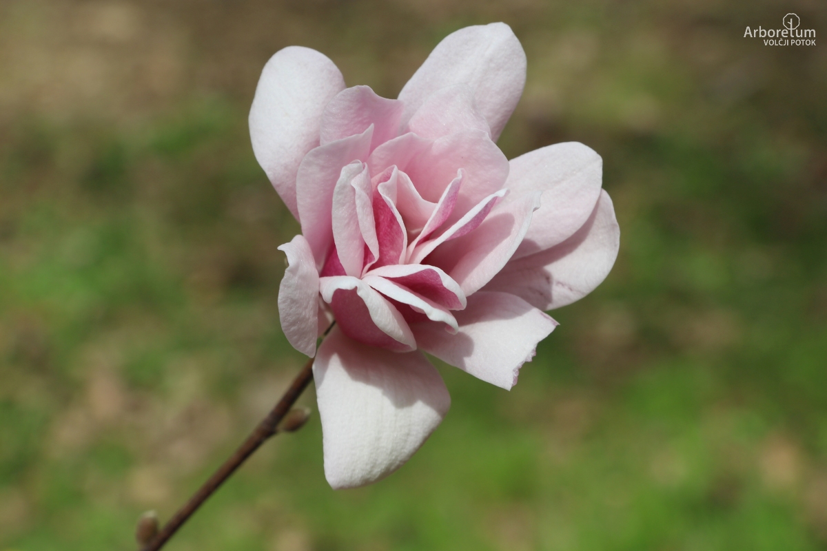 T-1-53_Magnolia stellata ‘Rubra’_c4