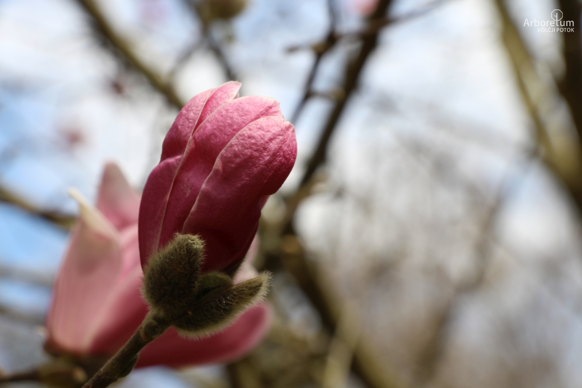 T-1-53_Magnolia stellata ‘Rubra’_c5