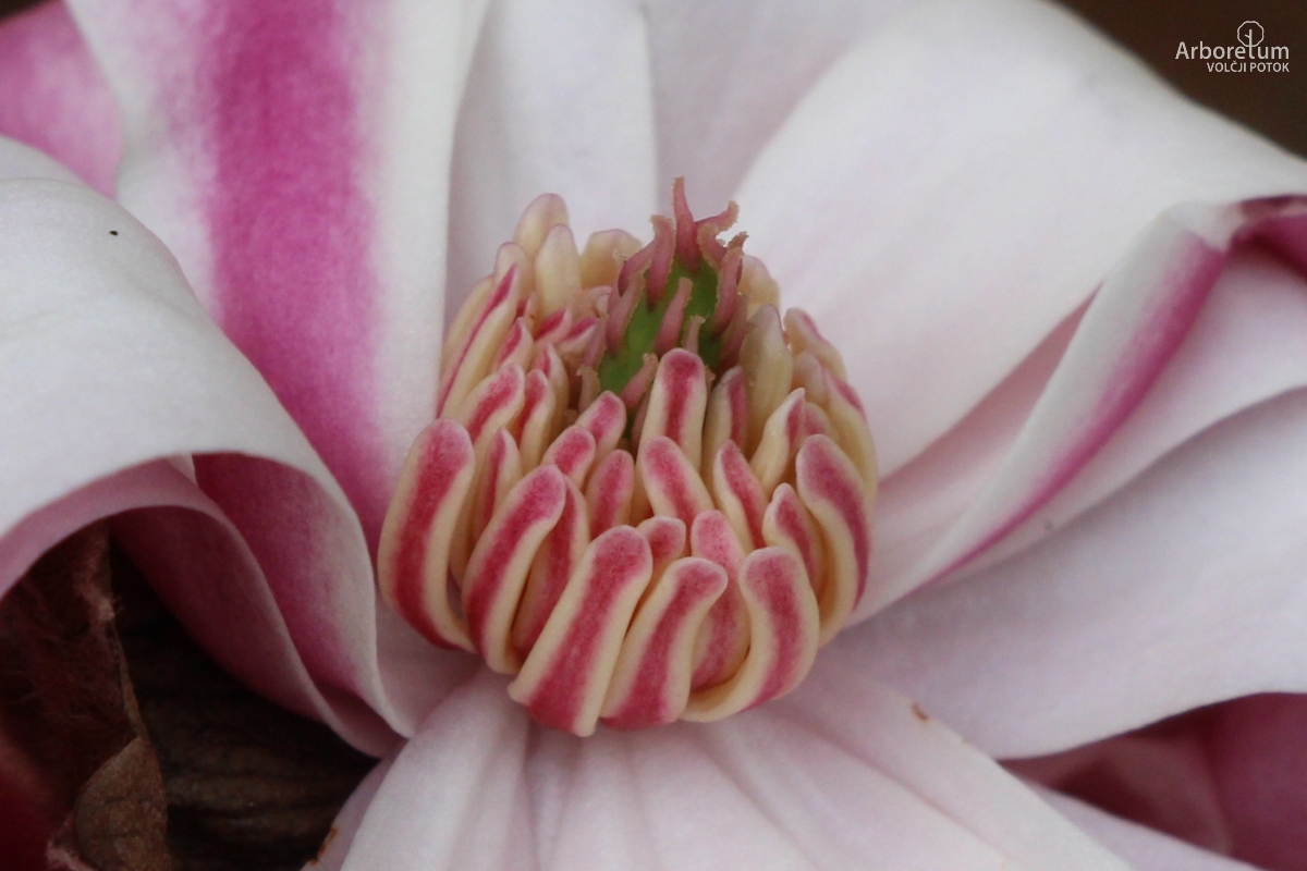 T-1-53_Magnolia stellata ‘Rubra’_c6