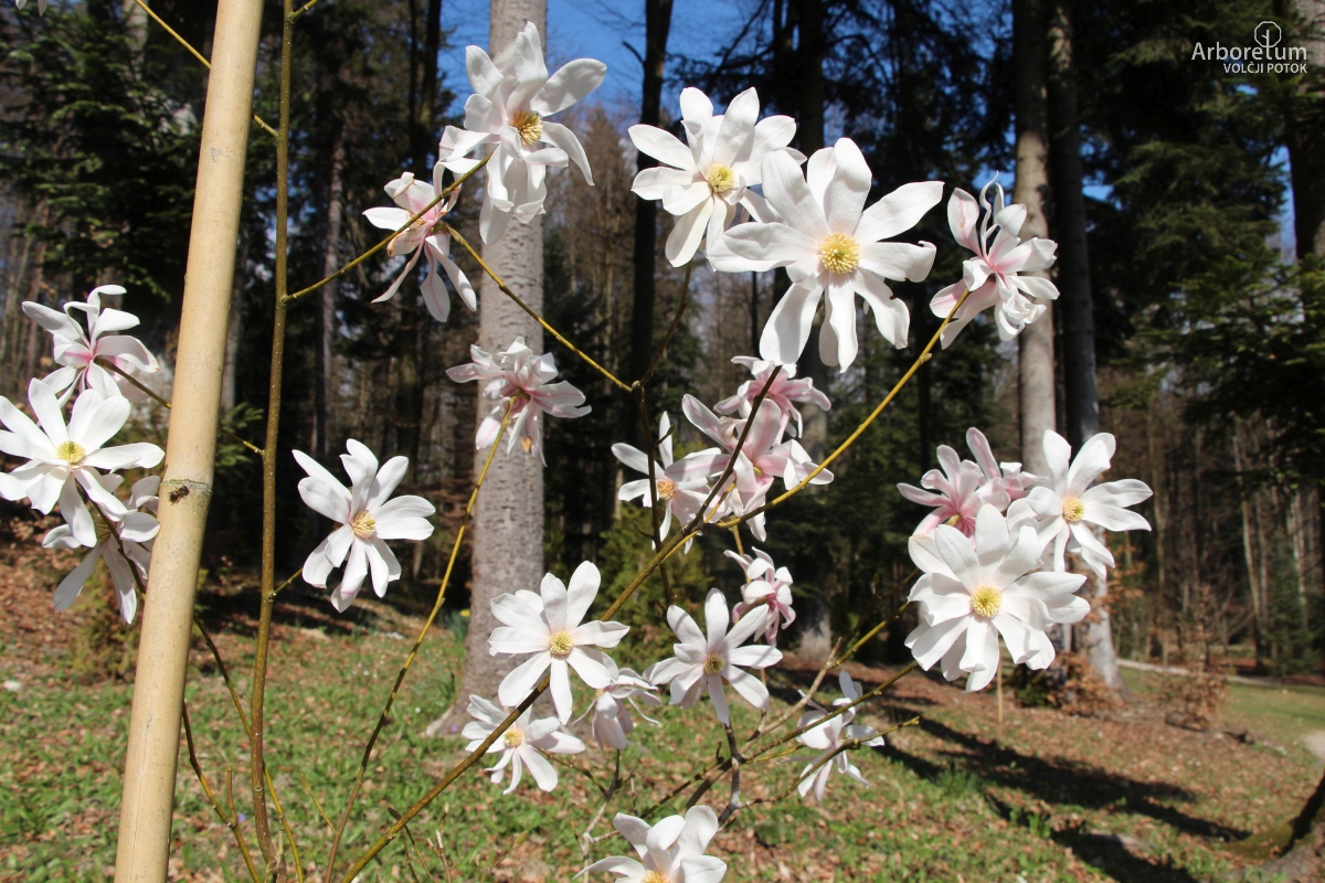 T-2-8_Magnolia sinostellata_c