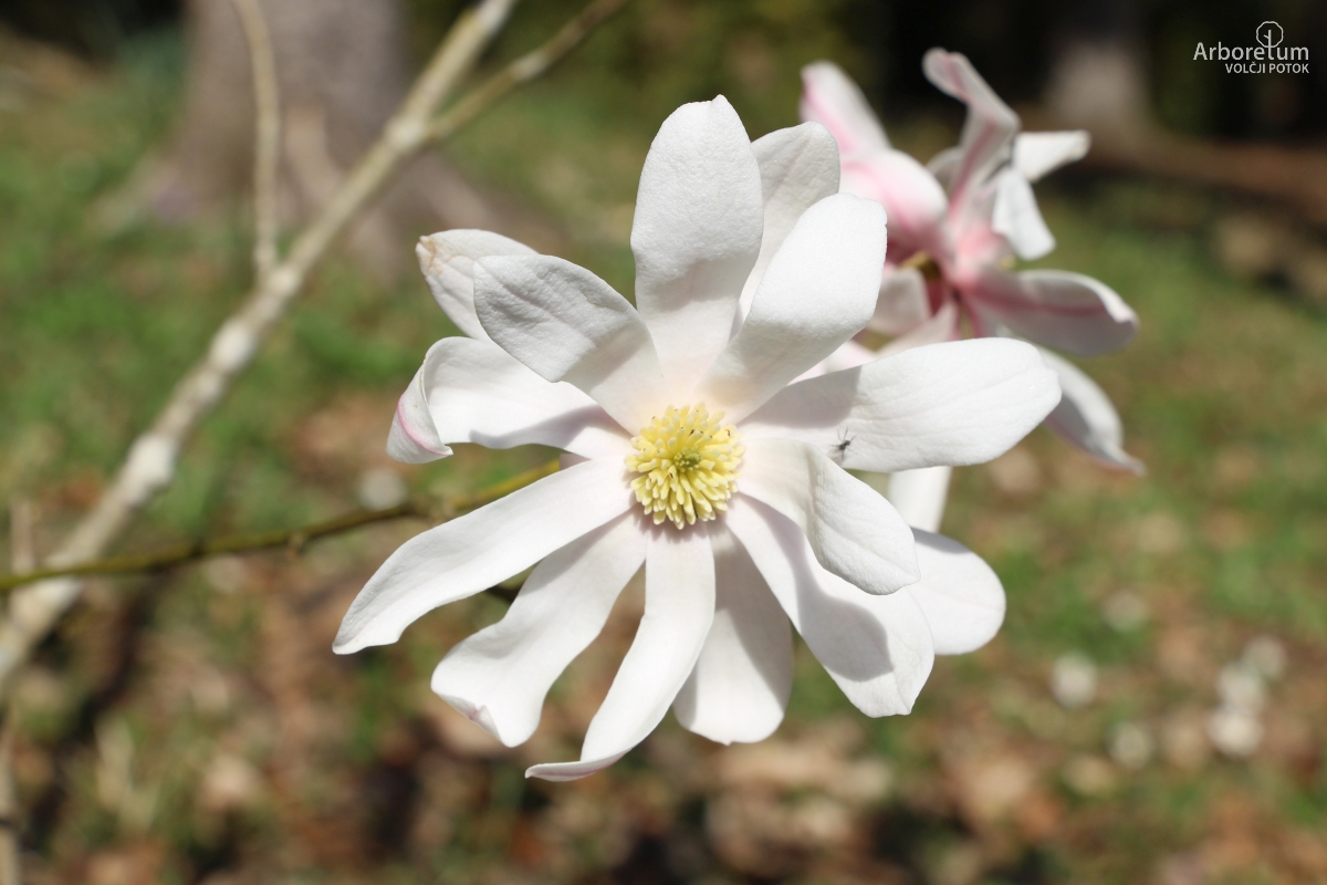 T-2-8_Magnolia sinostellata_c3