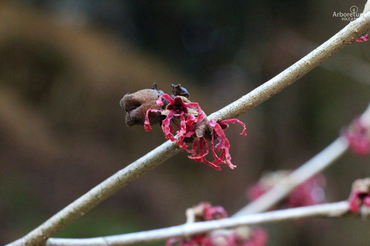 T-6-12_Hamamelis × intermedia ‘Livia’_c