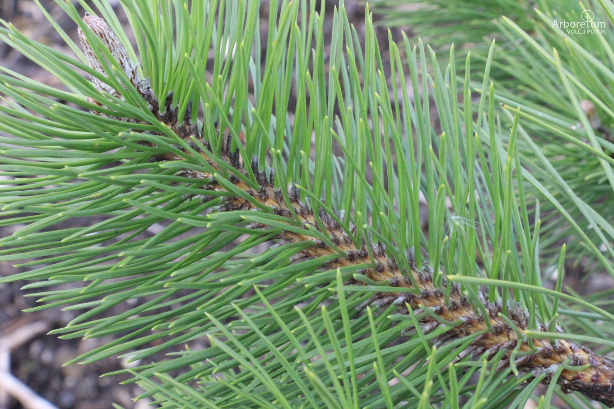 U-1-16_Pinus nigra_v4