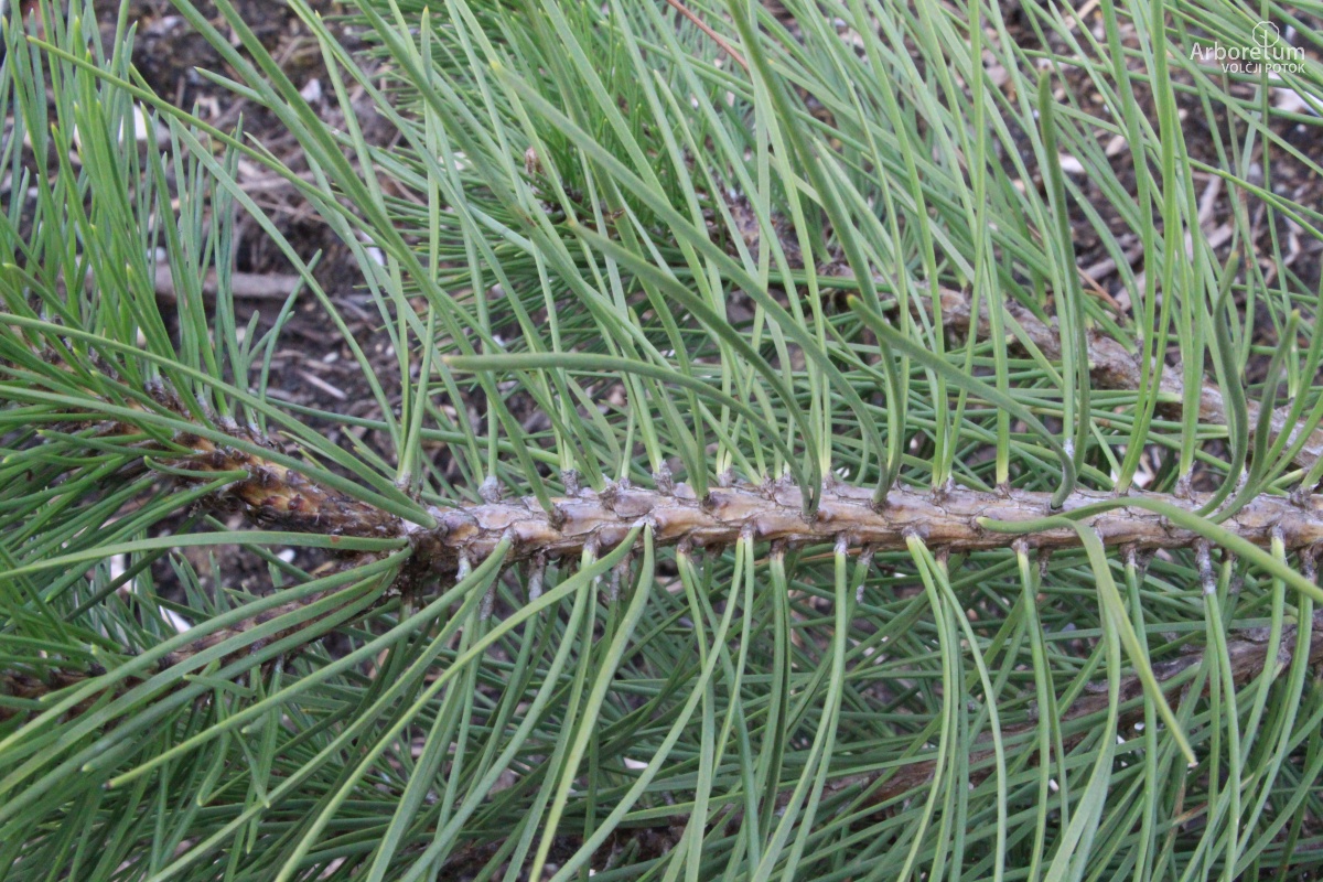 U-1-16_Pinus nigra_v5