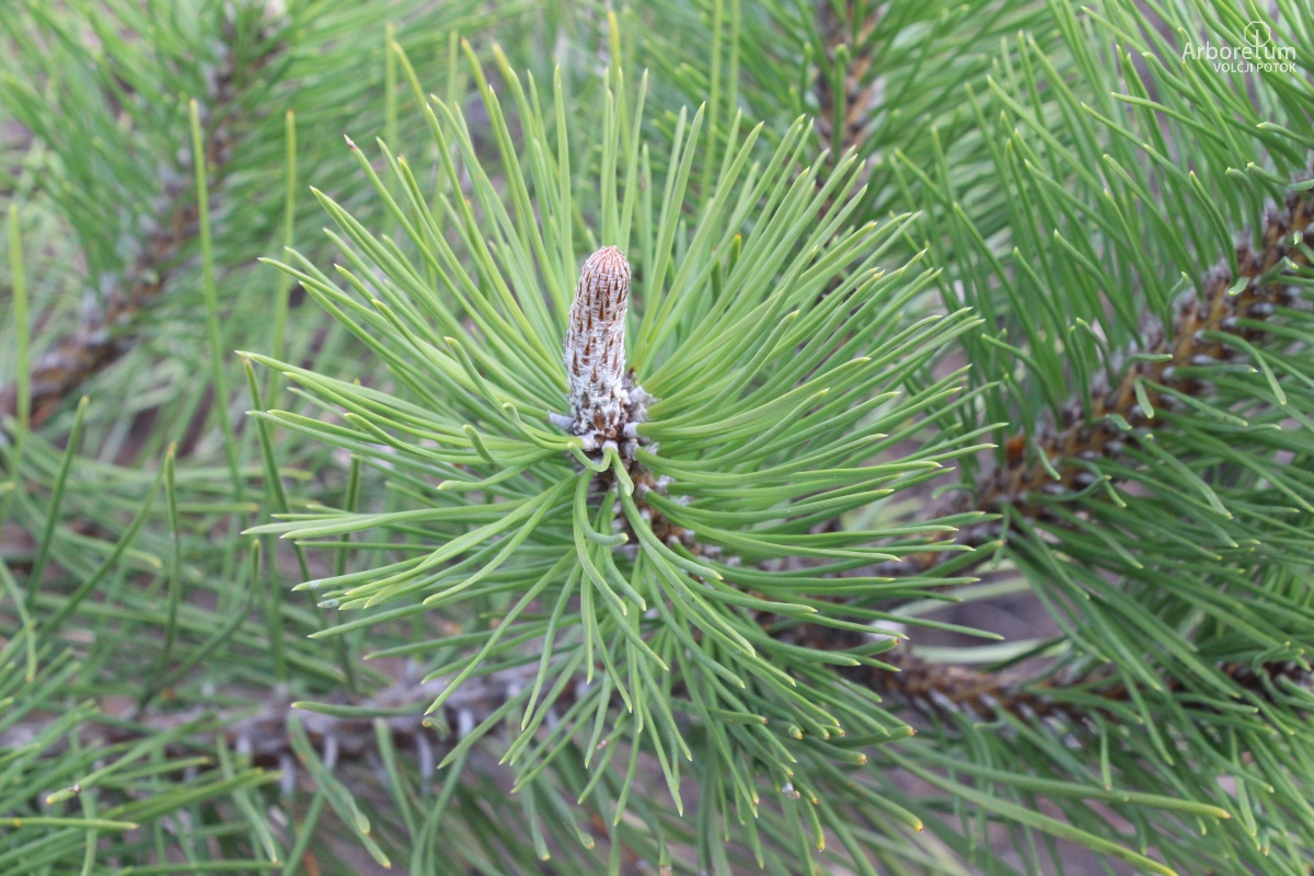 U-1-16_Pinus nigra_v6