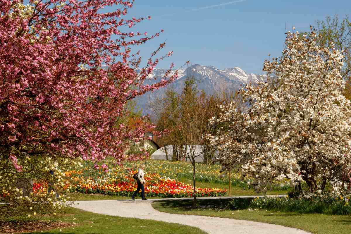 Cvetoča drevesa s pogledom na Kamniško Savinjske Alpe Ob vijugasti poti v Arboretumu cvetita rožnato in belo drevo, v ozadju pa se nad pomladno pokrajino dvigajo zasneženi vrhovi Kamniško Savinjskih Alp.