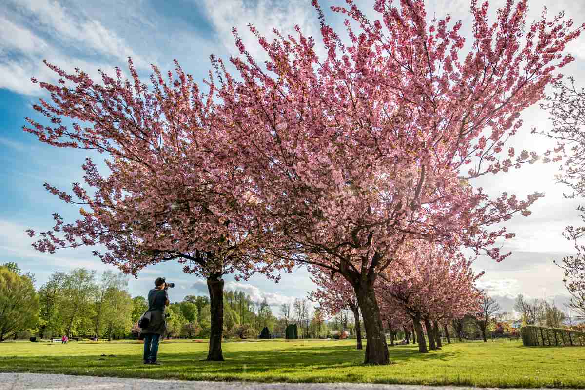 Cvetoče japonske češnje ustvarjajo enega najbolj očarljivih pomladnih prizorov v Arboretumu. Fotografija prikazuje drevored japonskih češenj v bogatem rožnatem cvetu. Pod krošnjami stoji obiskovalka s fotoaparatom in opazuje cvetenje. Sončna svetloba in razprto cvetje ustvarjata izrazito pomladno, skoraj slikarsko vzdušje.