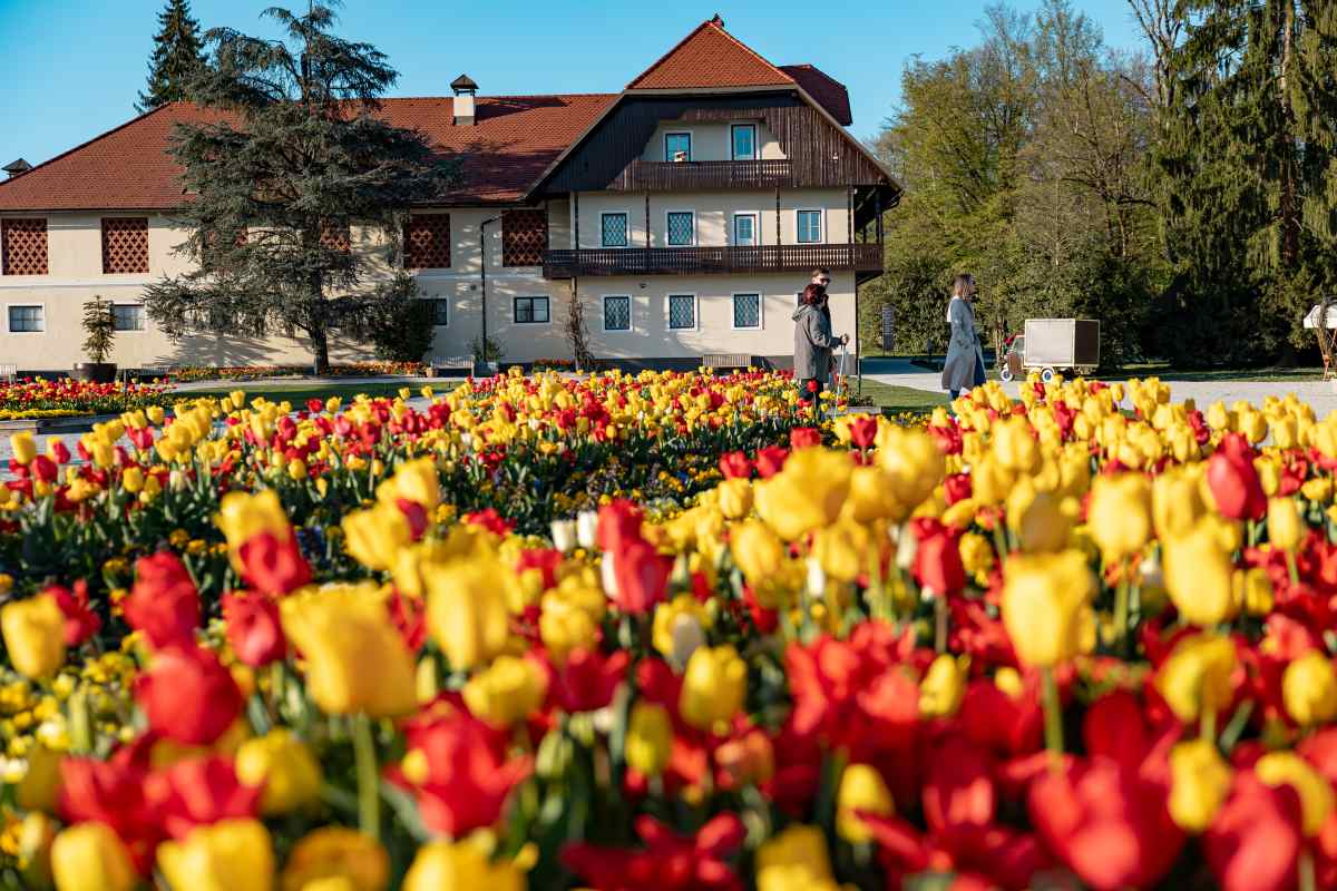 Tulipani pred pristavo Arboretuma V ospredju cvetijo rumeni in rdeči tulipani, v ozadju pa stoji pristava Arboretuma Volčji Potok, ob kateri se po poti sprehajata obiskovalki.