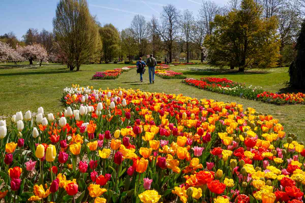 Sprehod med pisanimi tulipani V ospredju cvetijo gosto zasajeni tulipani v belih, rumenih, oranžnih, rdečih in rožnatih odtenkih, v ozadju pa se po travnati poti skozi park sprehajata obiskovalca.