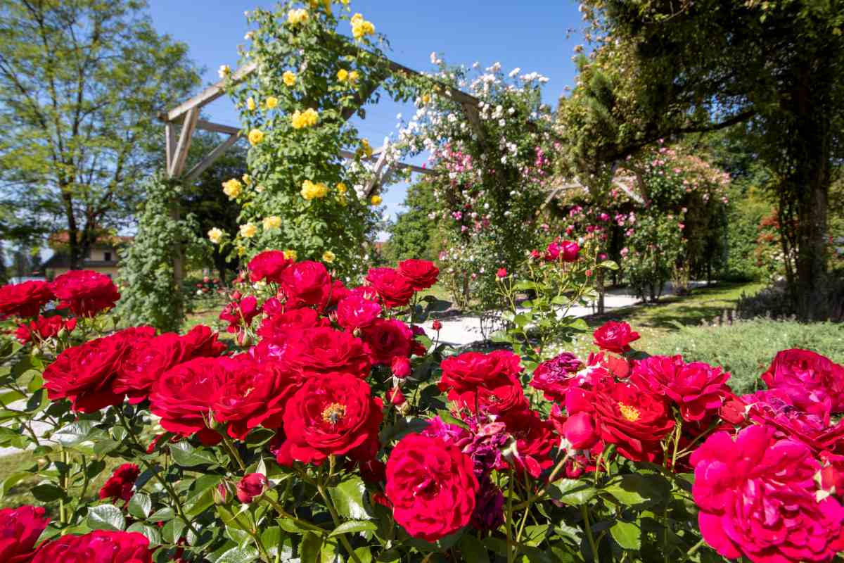 Roses by the Pergola Red roses in the foreground with a wooden pergola covered in yellow, white, and pink climbing roses in the background.