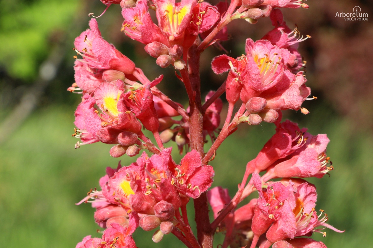A-1-131_Aesculus × carnea_c15_maj