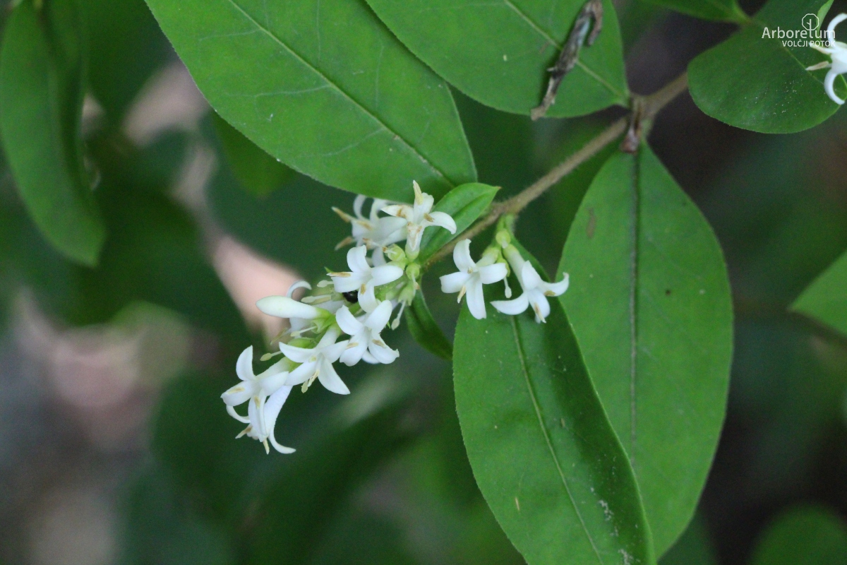 A-1-135_Ligustrum sinense_c10