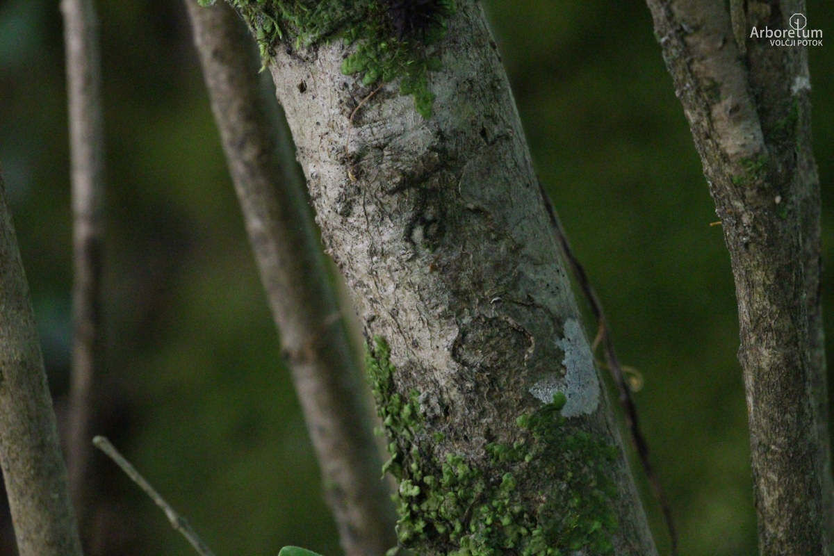 A-1-135_Ligustrum sinense_d10_maj