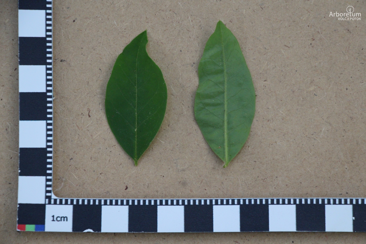 A-1-135_Ligustrum sinense_l15_maj