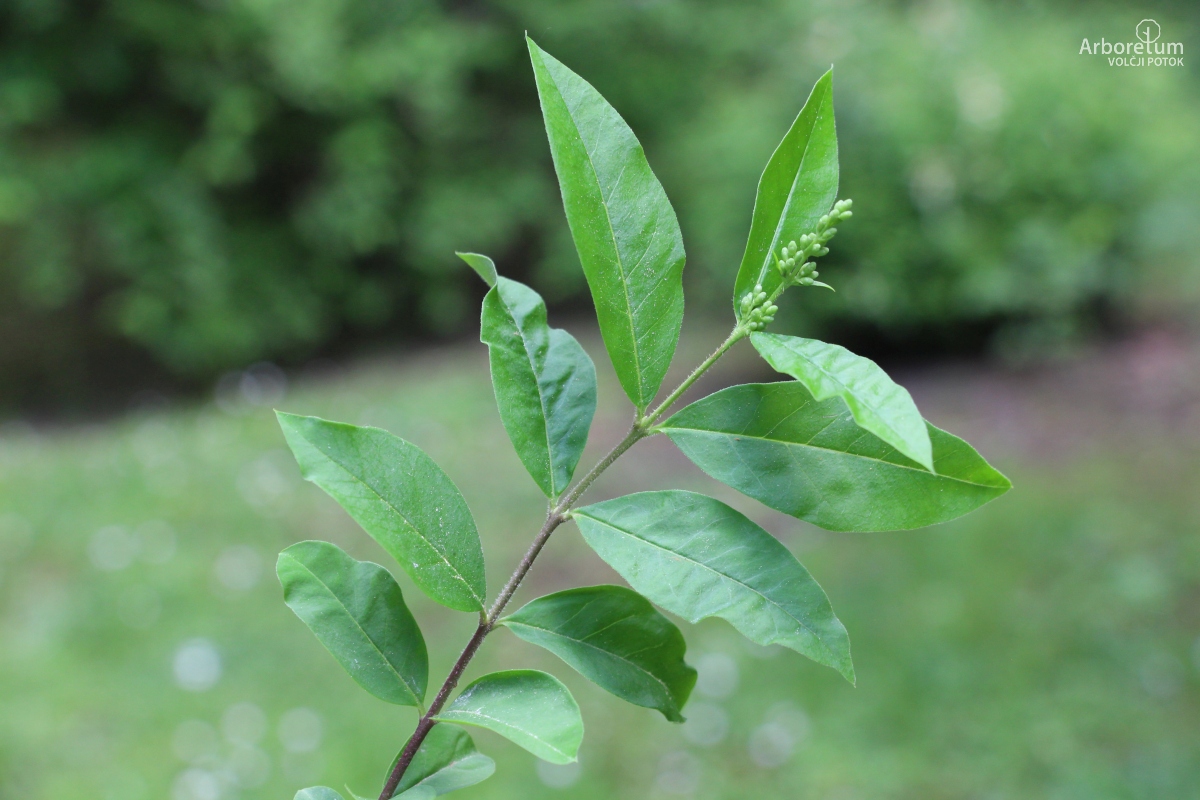 A-1-135_Ligustrum sinense_v10_maj
