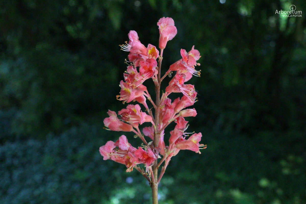 C-1-42_Aesculus × carnea_c12_maj