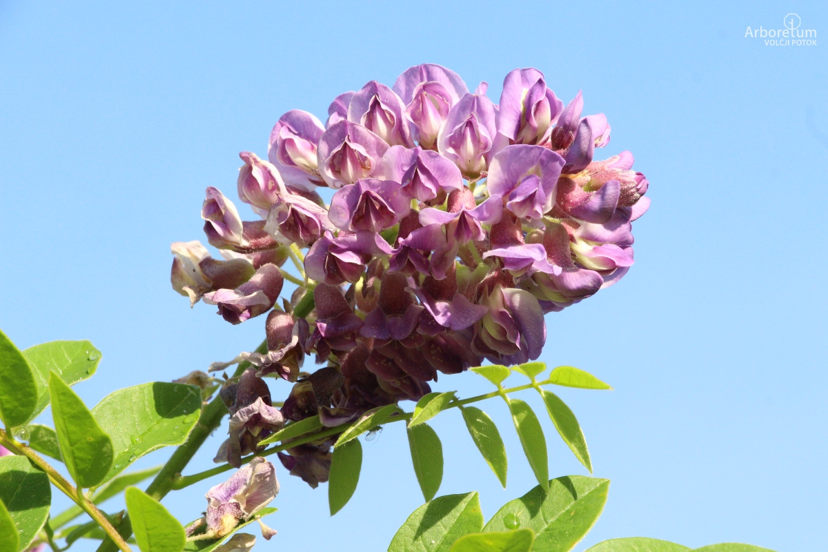 L-1-166_Wisteria frutescens ‘Longwood Purple’_c