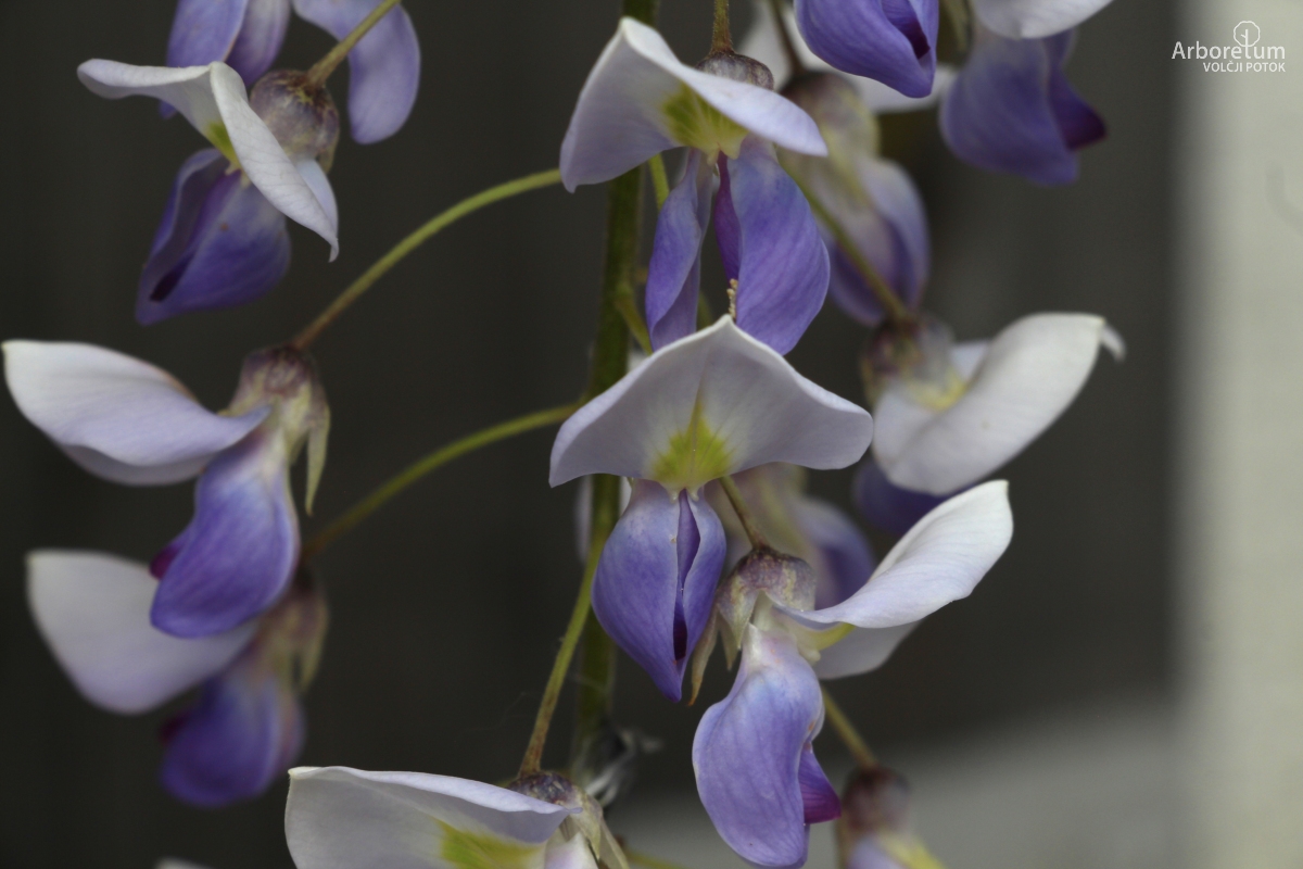 N-6-54_Wisteria sp. ‘Vignoli’_c10_april