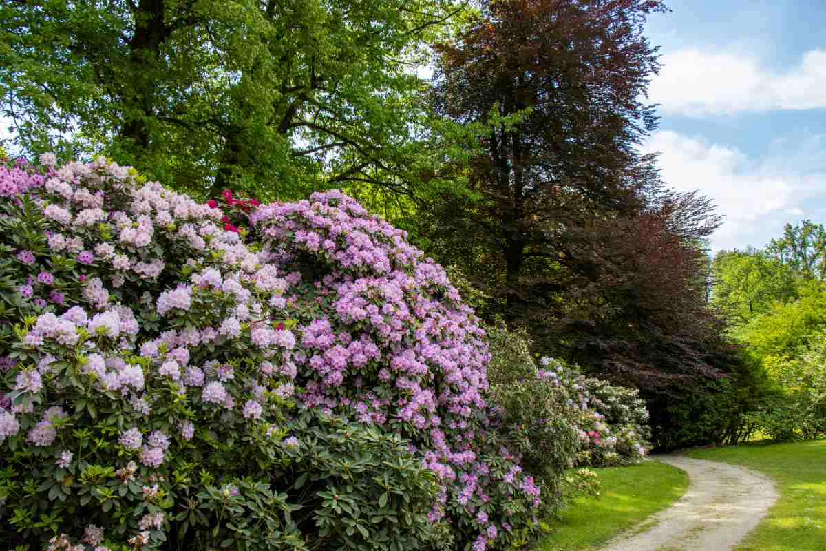 Razkošno cvetoči rododendroni v svetlo rožnatih, belih in vijoličastih odtenkih rastejo ob zaviti poti med drevesi.