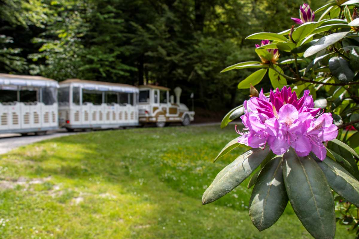 Rododendroni ob električnem vlaku Rožnati rododendron v ospredju, v ozadju pa električni vlak, ki vozi skozi zeleni del Arboretuma Volčji Potok.