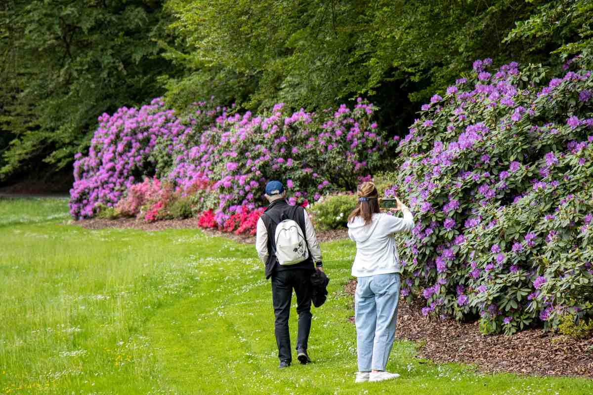 Sprehod med rododendroni Dva obiskovalca se sprehajata ob velikih cvetočih grmih rododendronov v Zgornjem angleškem parku.