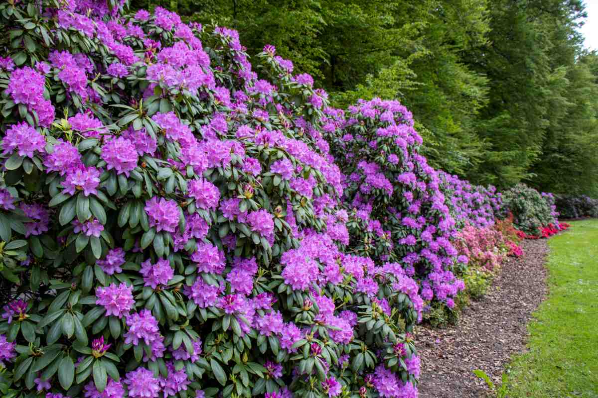 Cvetoči rododendroni ob poti Veliki grmi rododendronov z obiljem vijoličastih cvetov rastejo ob poti v zelenem delu Arboretuma Volčji Potok.