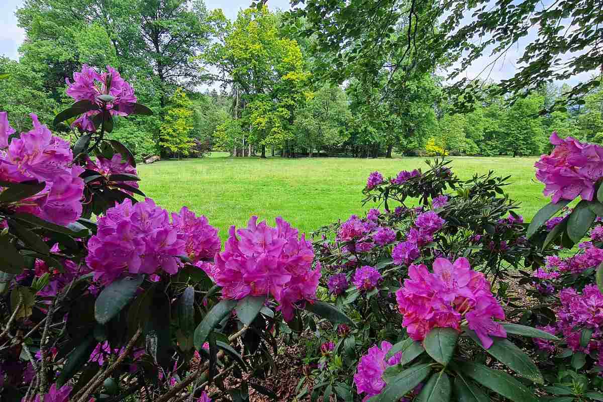 Rododendroni ob travniku, Mija Jerman Rožnati cvetovi rododendronov v ospredju, za njimi se odpira zelen travnik z drevesi v Arboretumu Volčji Potok.