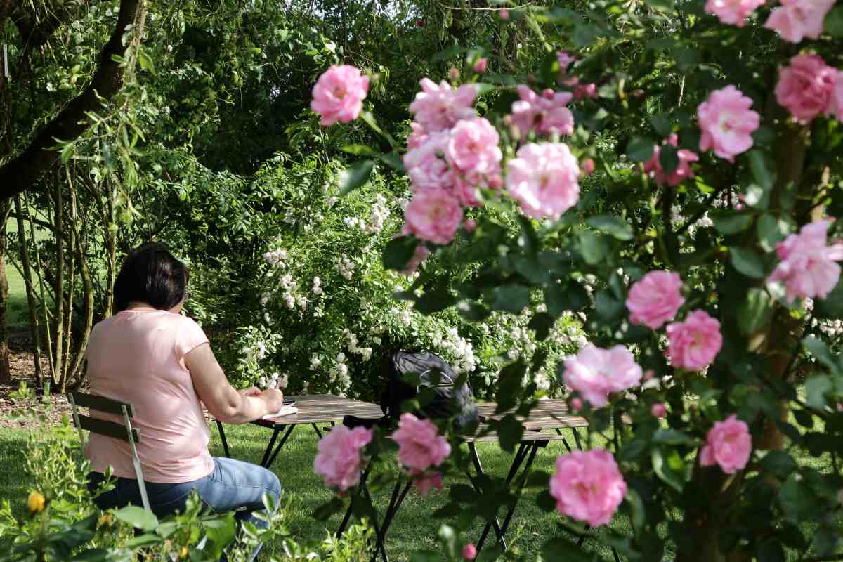 Trenutek miru med vrtnicami Obiskovalka sedi za mizo v senci rožnega vrta, obdana z bujno cvetočimi rožnatimi in belimi vrtnicami.