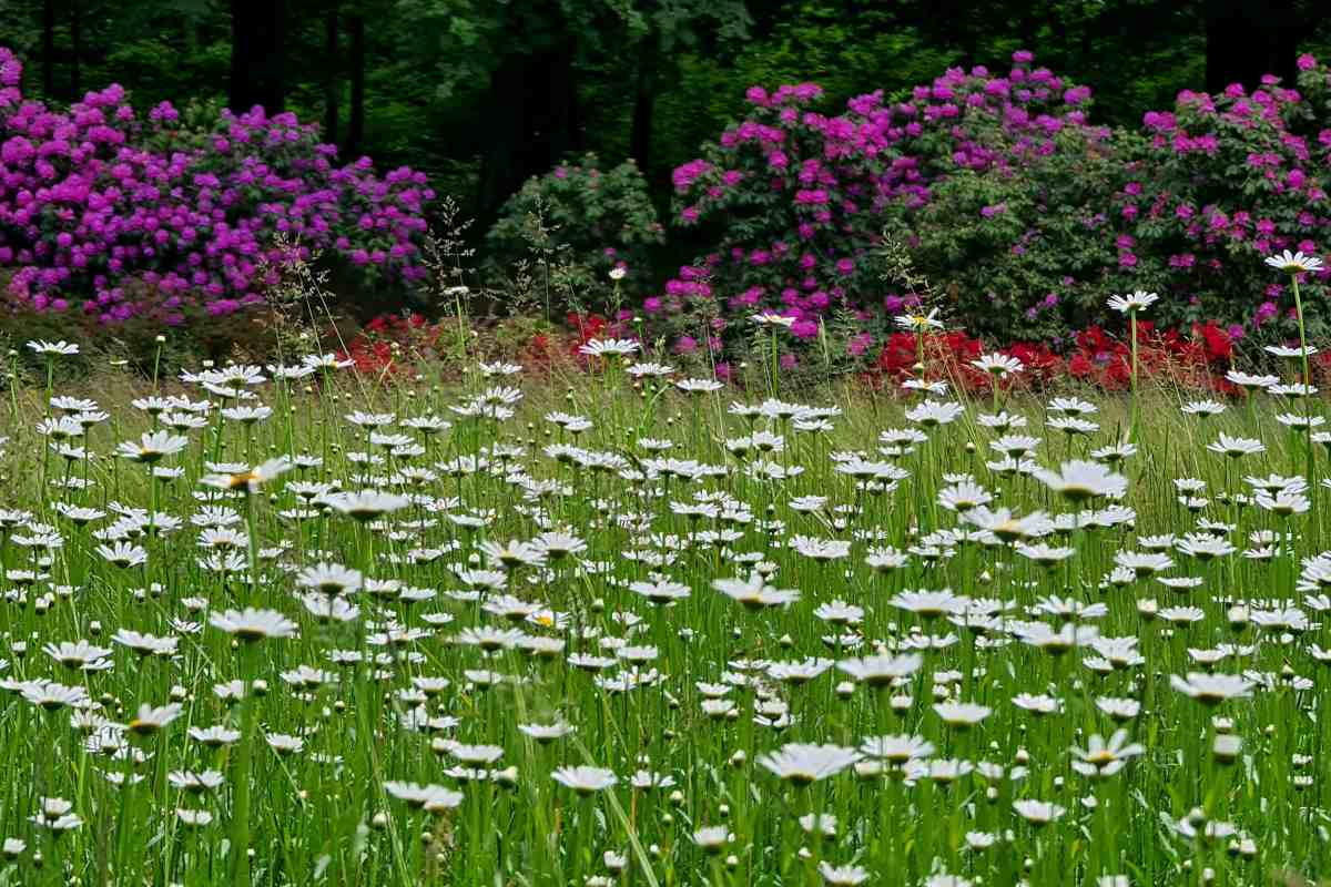 Rododendroni in azaleje, Mija Jerman Travnik z belimi marjeticami v ospredju, v ozadju pa cvetoči rododendroni in azaleje v rožnatih, vijoličastih in rdečih odtenkih.
