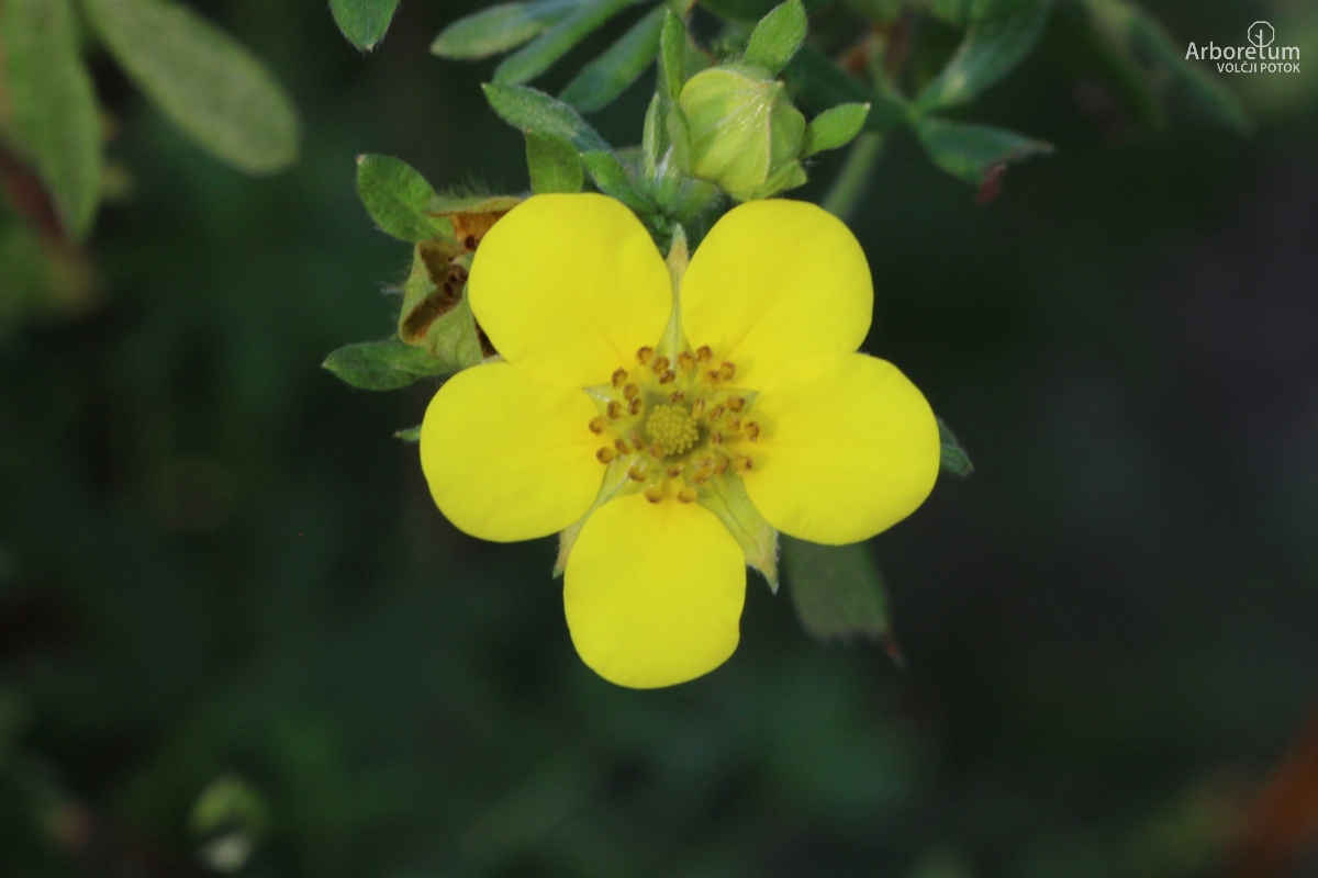 C-2-93_Potentilla fruticosa ‘Goldfinger’_c10