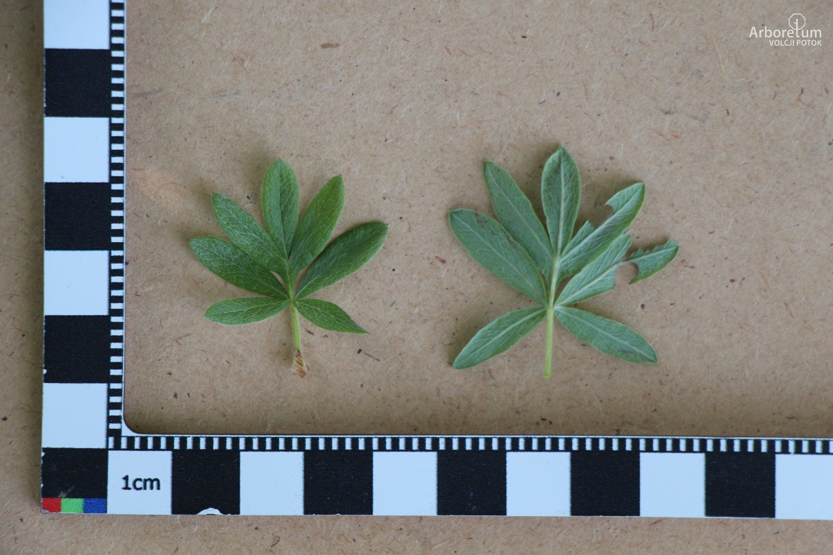 C-2-93_Potentilla fruticosa ‘Goldfinger’_l11_junij