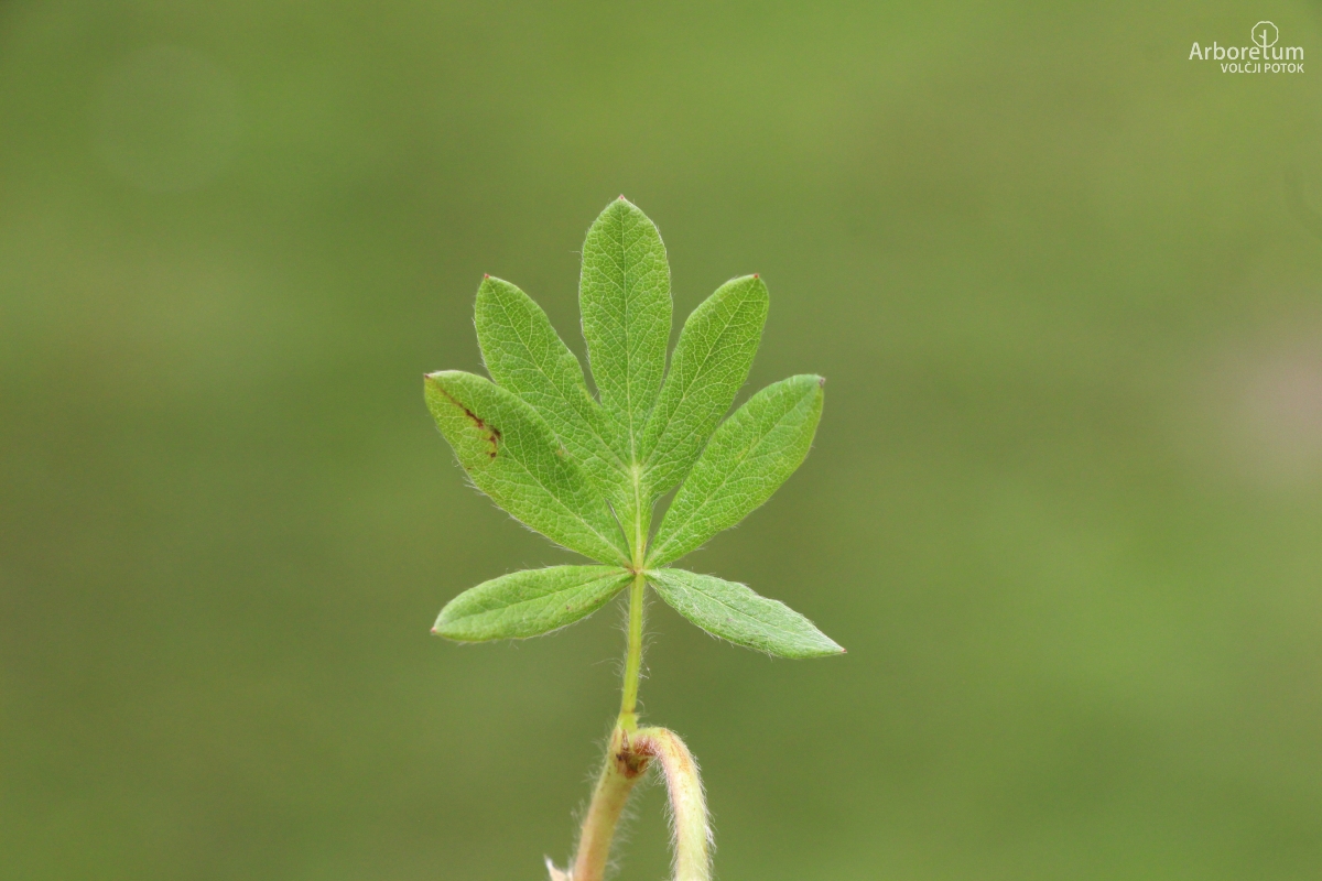 C-2-93_Potentilla fruticosa ‘Goldfinger’_l13_junij