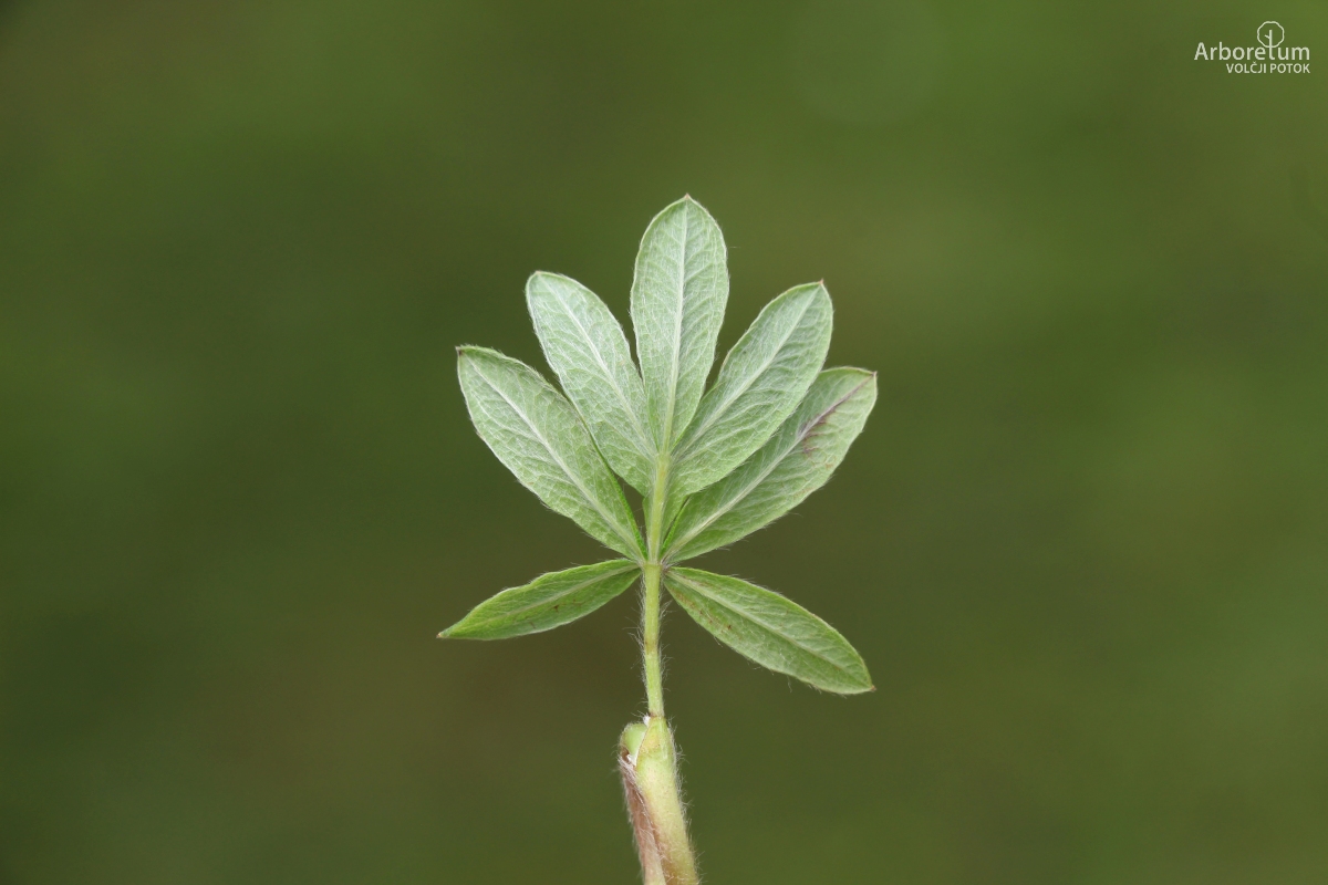 C-2-93_Potentilla fruticosa ‘Goldfinger’_l14_junij