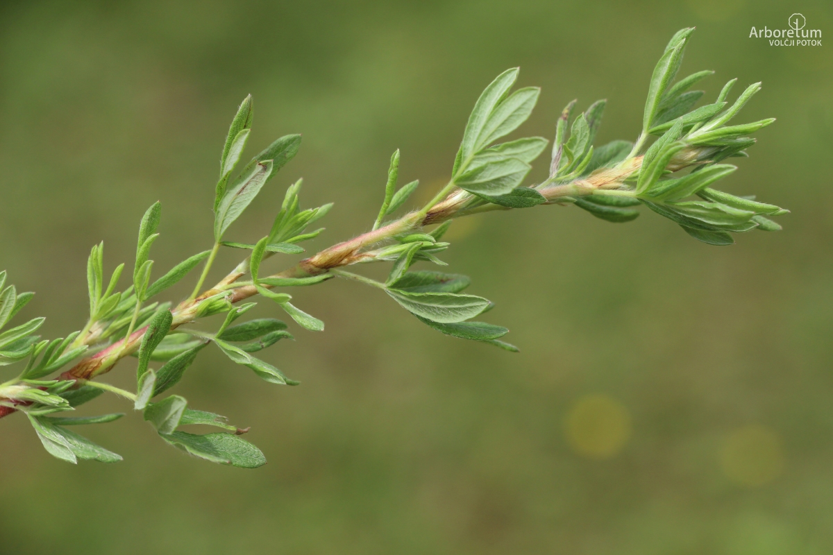C-2-93_Potentilla fruticosa ‘Goldfinger’_v15_junij