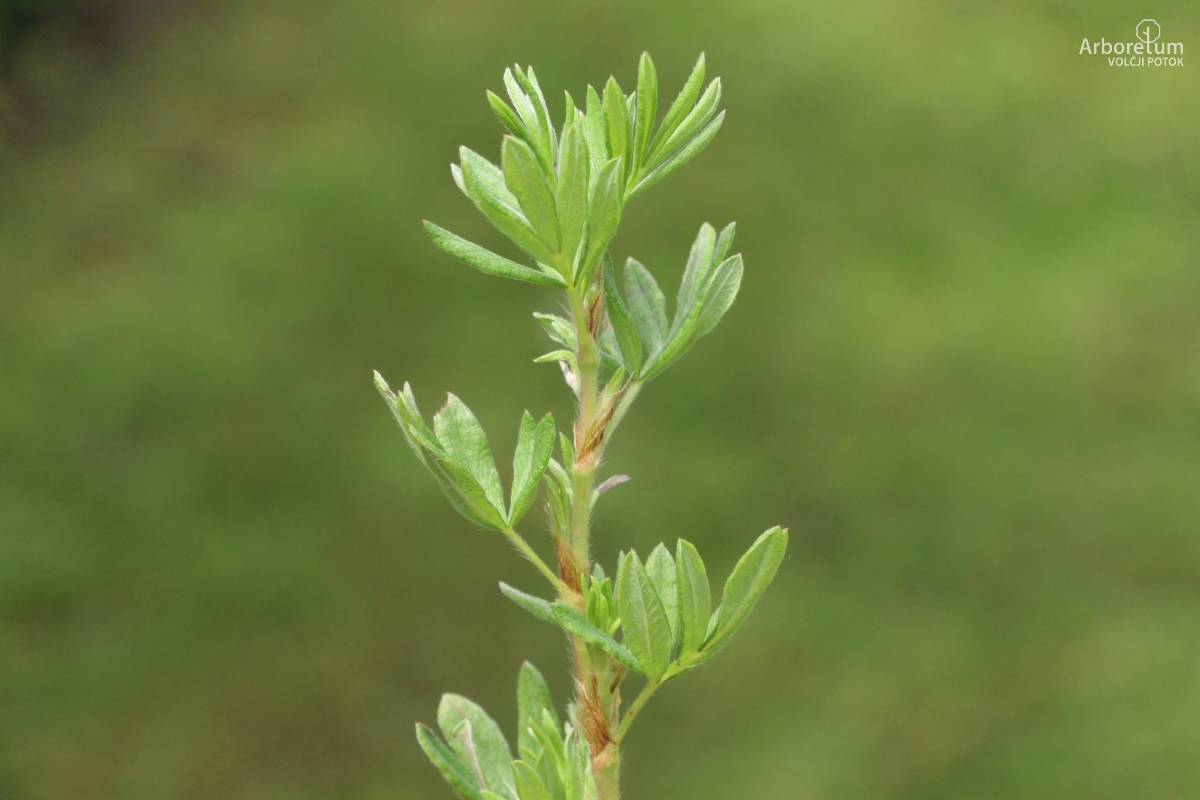 C-2-93_Potentilla fruticosa ‘Goldfinger’_v16_junij