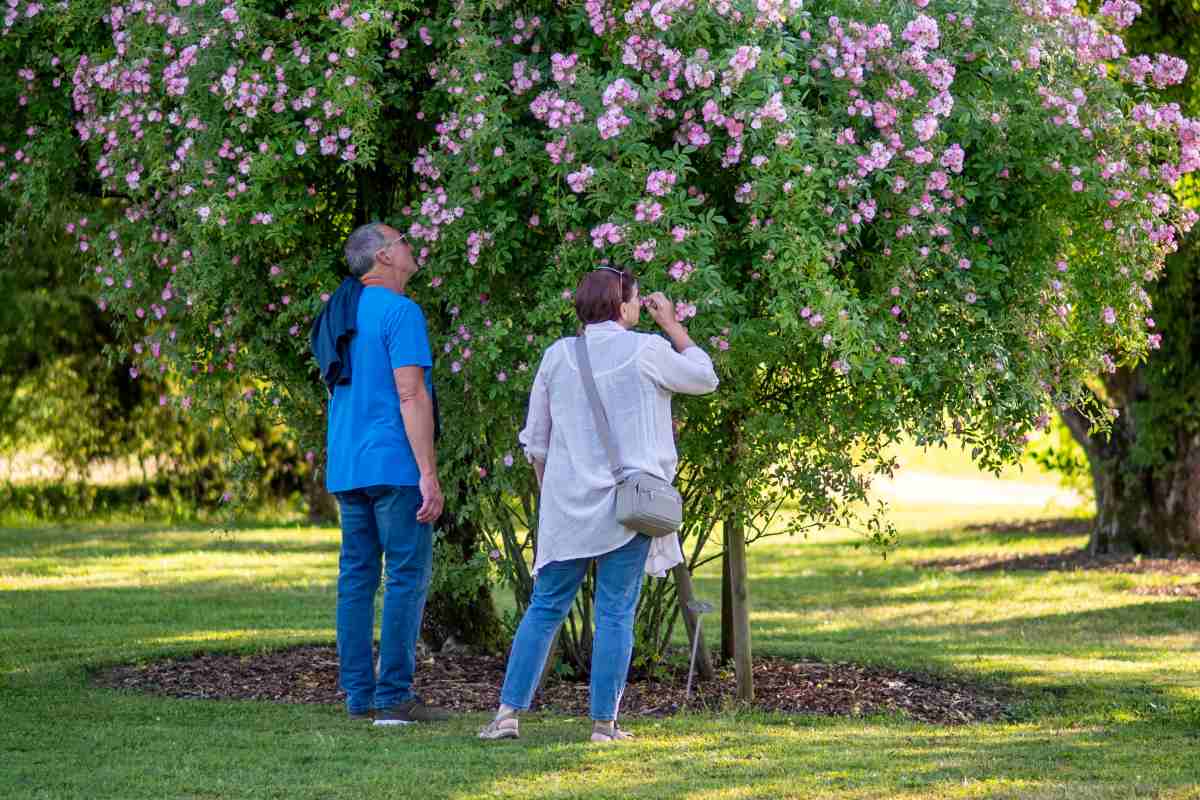 Opazovanje cvetočih vrtnic, foto Nika Halas Obiskovalca opazujeta in fotografirata rožnate cvetove vrtnic na bogato razraslem grmu.