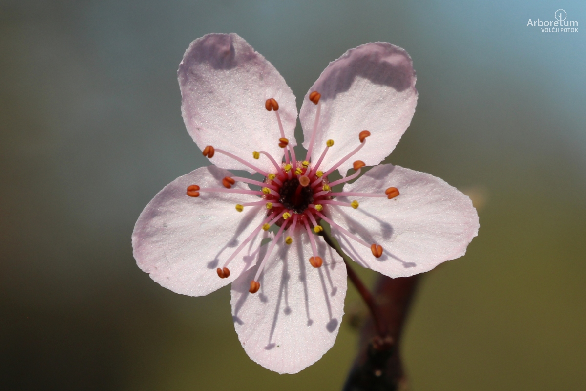 L-6-83_Prunus cerasifera ‘Nigra’_c7