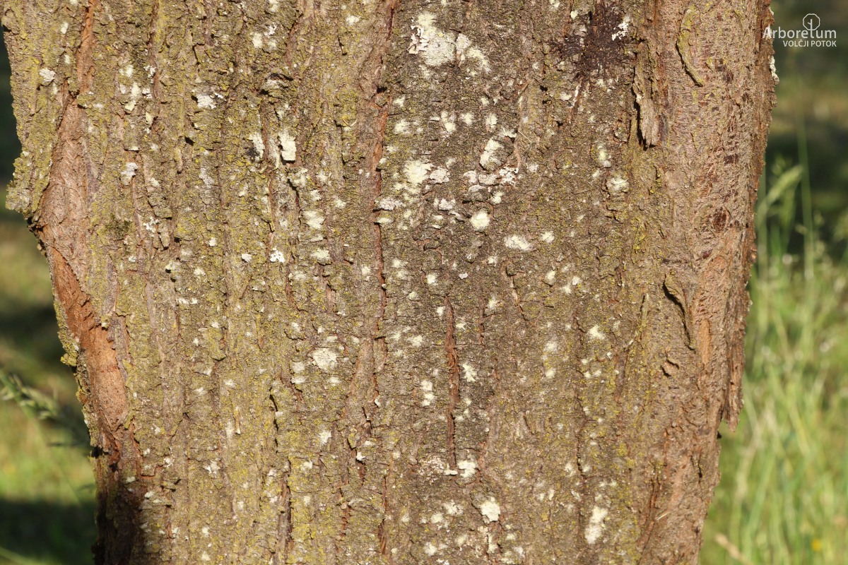 L-6-83_Prunus cerasifera ‘Nigra’_d44_maj