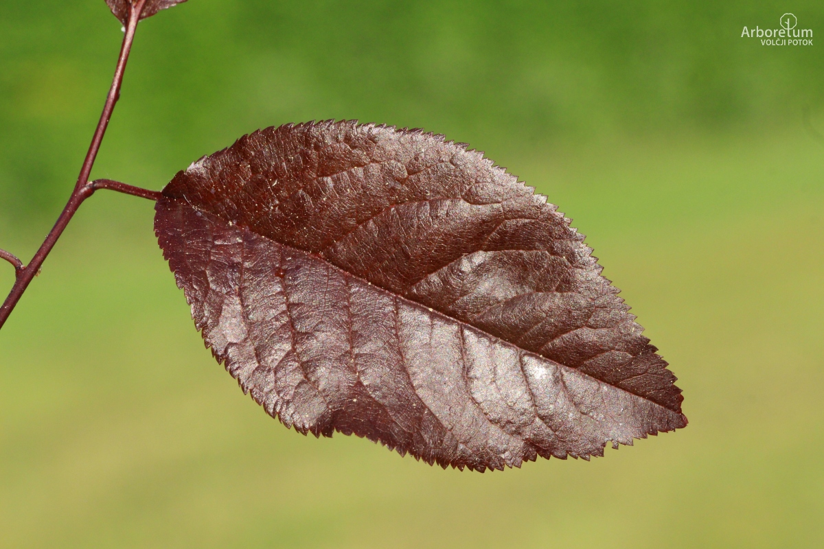 L-6-83_Prunus cerasifera ‘Nigra’_l56_maj