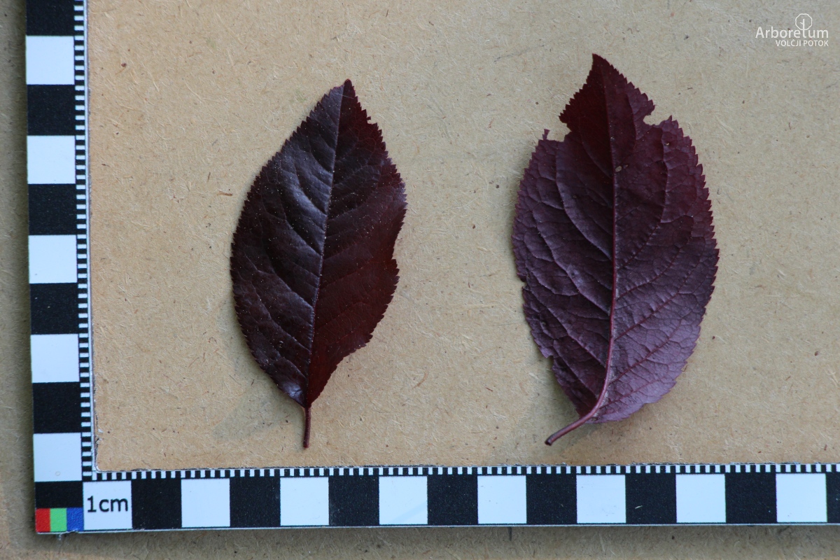 L-6-83_Prunus cerasifera ‘Nigra’_l66_maj