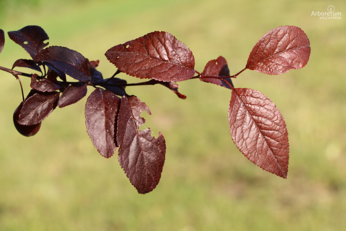 L-6-83_Prunus cerasifera ‘Nigra’_v44_maj